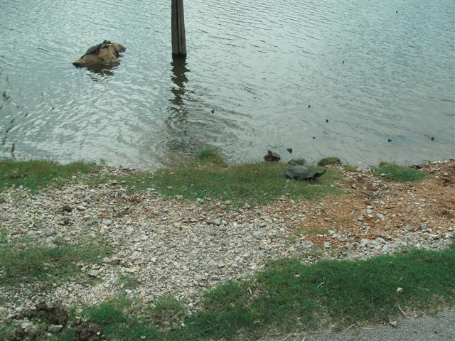 618x457 pixels (80K)