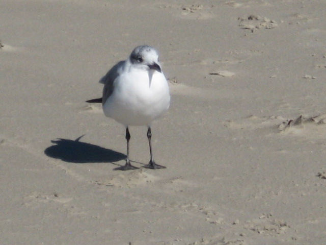 617x456 pixels (71K)