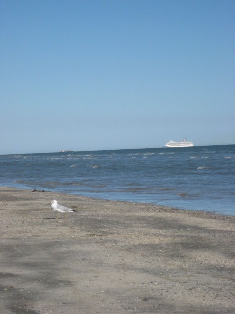 457x616 pixels (71K)