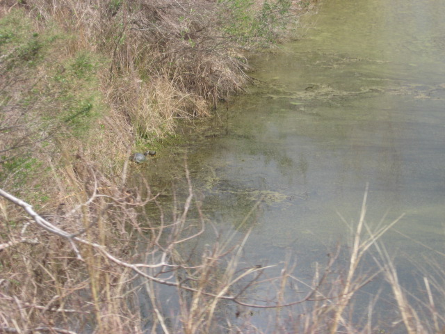 617x456 pixels (125K)