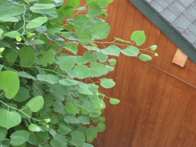 617x456 pixels (119K)