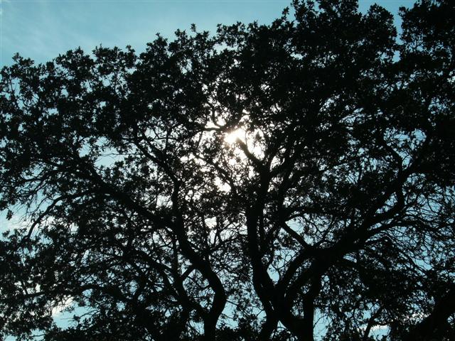 618x457 pixels (109K)