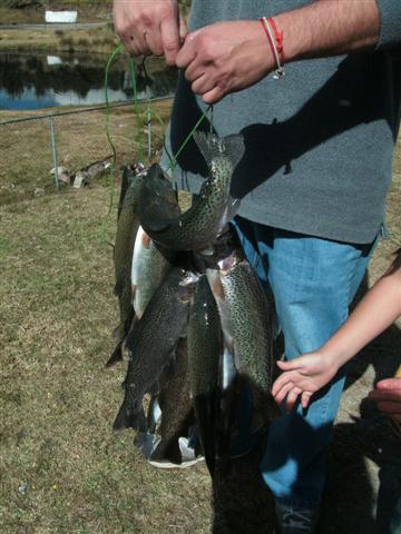 338x457 pixels (43K)