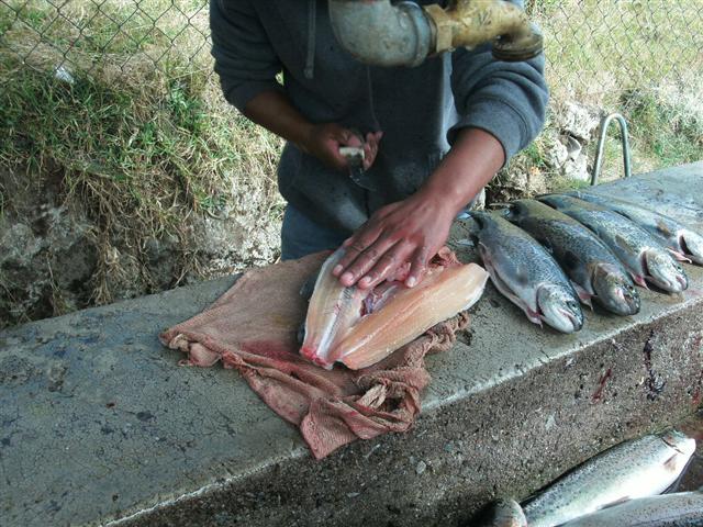 618x457 pixels (87K)