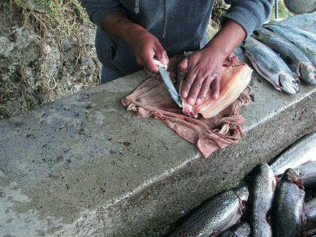 618x457 pixels (88K)