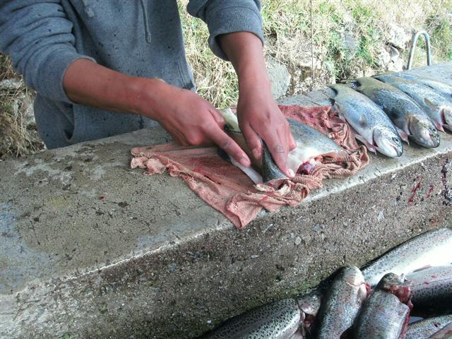 618x457 pixels (89K)