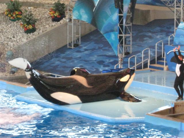 618x457 pixels (60K)