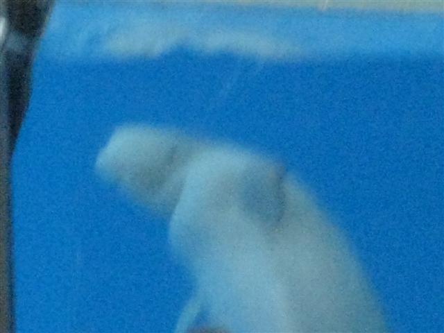 618x457 pixels (35K)