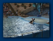                                                                                                                                                                                                                                                                