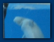                                                                                                                                                                                                                                                                